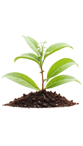 growth icon,sapling,seedling,replantation,spring leaf background,plant and roots,resprout,reforestation,green plant,reforesting,aaaa,hostplant,leaf background,green wallpaper,reforested,saplings,growing green,afforestation,flourishing tree,transplanted,Illustration,Abstract Fantasy,Abstract Fantasy 17