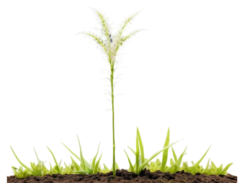 resprout,seedling,growth icon,replantation,energy-saving bulbs,tender shoots of plants,phytochrome,cyperus,sapling,oil-related plant,mycorrhiza,seedlings,greenlighting,green plant,plant and roots,defence,mycorrhizal,mycorrhizae,arabidopsis,hostplant,Conceptual Art,Sci-Fi,Sci-Fi 12