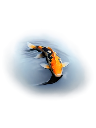 koi fish,koi,submersible,submersibles,koi carps,amphiprion,fish in water,surface tension,lensball,koi pond,jetski,liferaft,hydrodynamic,splashtop,swordtail,derivable,floatable,dartfish,webgl,subaquatic,Illustration,Retro,Retro 20