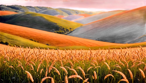 wheat fields,wheat field,palouse,wheatfield,wheat crops,grain field,barley field,wheat grasses,grasslands,field of cereals,wheatfields,onion fields,grassland,prairies,yellow grass,castelluccio,wheat grain,rolling hills,green wheat,straw field,Illustration,Abstract Fantasy,Abstract Fantasy 13