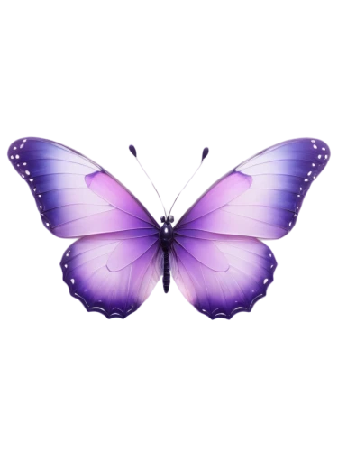 butterfly background,blue butterfly background,butterfly clip art,butterfly vector,butterfly lilac,butterfly isolated,isolated butterfly,morphos,purple,purple background,light purple,butterfly,pink butterfly,butterly,pale purple,transparent background,passion butterfly,french butterfly,the purple-and-white,c butterfly,Photography,Documentary Photography,Documentary Photography 10