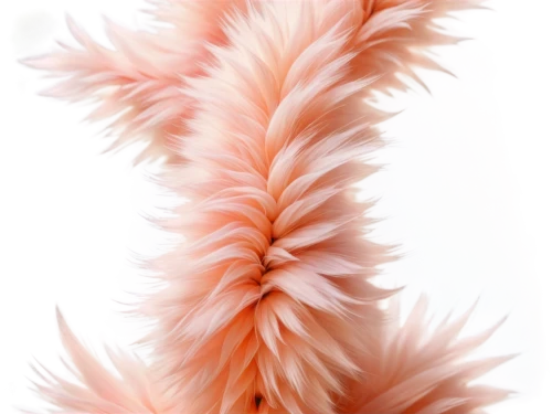 foxtail,feather carnation,cattail,garden-fox tail,pink grass,cattails,fringed pink,fishtail palm,chrysanthemum background,ornamental grass,ostrich feather,soft coral,parrot feathers,chicken feather,color feathers,flowers png,typha,elymus,feather boa,tulip background,Illustration,Japanese style,Japanese Style 07