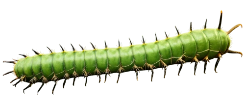 caterpillar,pupate,chrysalis,larva,pupation,scrobipalpa,millipede,pteridium,spines,petiole,butterfly caterpillar,citronella,screwworm,budworm,autochloris,biomimicry,myristica,inchworm,aaaa,mesophyll,Art,Artistic Painting,Artistic Painting 07