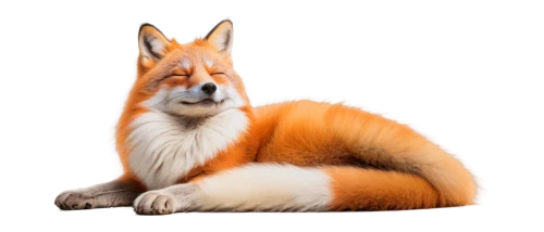 foxl,foxxy,redfox,a fox,garrison,outfox,cute fox,foxxx,vulpine,fox,red fox,foxmeyer,garden-fox tail,the red fox,vulpes vulpes,vulpes,foxpro,foxen,adorable fox,foxx,Art,Artistic Painting,Artistic Painting 50