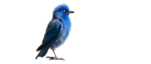 blue macaw,bird png,blue parrot,garrison,blue crane,blue and gold macaw,hyacinth macaw,egretta,blue peacock,macaw hyacinth,egretta novaehollandiae,macaw,blue macaws,parot,blue jay,blue bird,chamoiseau,horus,caeruleus,beautiful macaw,Conceptual Art,Sci-Fi,Sci-Fi 16