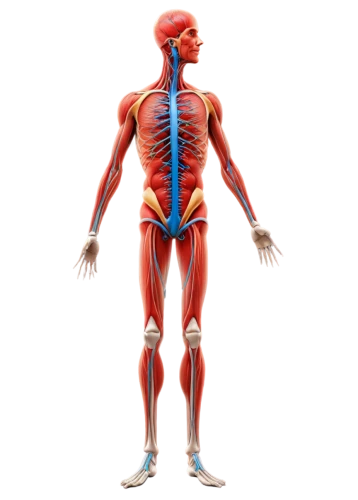 musculoskeletal,muscular system,the human body,neuromuscular,human body anatomy,chiroscience,osteopath,osteopathy,human body,osteopathic,sciatica,rhabdomyolysis,osteopaths,dermatome,physiological,biomechanically,glucosamine,polyneuropathy,fibromyalgia,osteoarthritis,Art,Classical Oil Painting,Classical Oil Painting 19