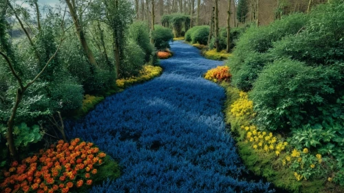 keukenhof,flower carpet,tulip festival,tulip field,tulip fields,tulips field,parterre,splendor of flowers,flower border,muscari armeniacum,floral border,netherland,the netherlands,netherlands,nature garden,primavera,flower water,flower borders,arboretum,araluen,Photography,General,Fantasy