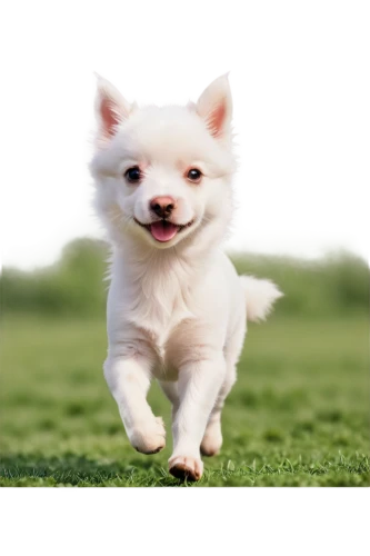 dog running,running dog,cheerful dog,pomeranian,cute puppy,inu,garrison,aaaa,white dog,shoob,huichon,aaa,small dog,chihuahua,defence,ein,pomeranians,running fast,run,little girl running,Conceptual Art,Fantasy,Fantasy 16