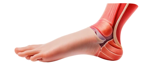 reflex foot sigmoid,reflex foot kidney,reflex foot esophagus,navicular,sclerotherapy,foot reflex zones,neuroma,metatarsal,foot reflex,foot reflexology,thrombophlebitis,orthotics,dorsiflexion,ligamentum,polyneuropathy,phlebitis,hindfoot,orthotic,ligamentous,peroneal,Illustration,Japanese style,Japanese Style 21