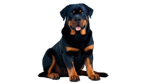 rottweiler,doberman,rott,rottweilers,doberan,bloodhound,dobie,oberweiler,dobermannt,dobermans,kelpie,pinscher,mastino,hellhound,australian kelpie,mastiff,black shepherd,derivable,dogana,schäfer dog,Photography,Fashion Photography,Fashion Photography 18