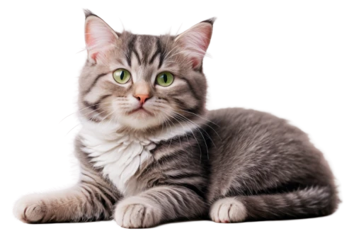 european shorthair,silver tabby,british shorthair,cute cat,siberian cat,breed cat,cat vector,british longhair cat,tabby kitten,tabby cat,cat image,cartoon cat,scottish fold,felino,gray kitty,gray cat,kittu,maincoon,blue eyes cat,toxoplasmosis,Illustration,American Style,American Style 14