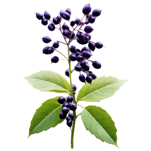 small-leaf lilac,beautyberry,callicarpa,lilac tree buds,miconia,vitex,lilac branch,elderberry,bilberries,bilberry,common lilac,nightshade plant,elderberries,elder berries,valeriana,myrica,verbena,vervain,purple lilac,lilac flower,Conceptual Art,Sci-Fi,Sci-Fi 01