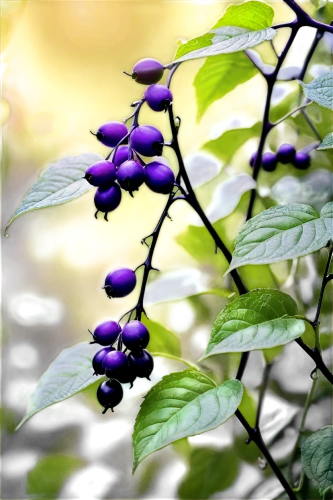 elder berries,callicarpa,nightshade plant,bilberries,berries,ripe berries,goose berries,elderberries,glycine,wild berries,vaccinium,garden berry,ireland berries,verbenaceae,lyonia,currant branch,solanaceae,skullcap,bilberry,elderberry,Conceptual Art,Daily,Daily 24