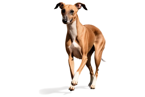 sighthound,lurcher,galgo,basenji,pinscher,saluki,sighthounds,galga,whippets,rat terrier,doberman,borzoi,dog frame,greyhound,brown dog,dobie,raja,doberan,dogana,scenthound,Photography,Artistic Photography,Artistic Photography 14