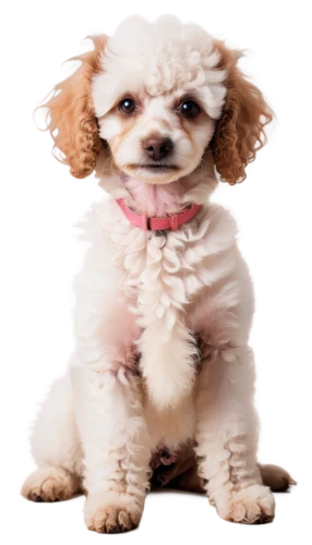 huichon,shih tzu,shih poo,chihuahua poodle mix,bichon,barkdoll,cute puppy,cavalier king charles spaniel,pekinese,female dog,poodle,toy dog,havanese,chihuahua,shih,dog pure-breed,bascomb,small dog,dog breed,pomeranian,Conceptual Art,Oil color,Oil Color 11