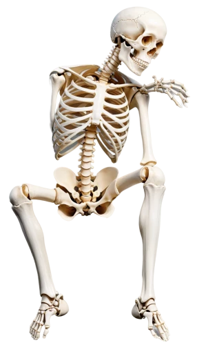 skeletal,human skeleton,skeleton,osteoporotic,skelemani,vintage skeleton,calcium,bone,skeletal structure,osteoporosis,osteoblast,boneparth,osteopath,osteological,skeleltt,mermaid skeleton,skelid,skelly,calcium pools,doot,Conceptual Art,Fantasy,Fantasy 24