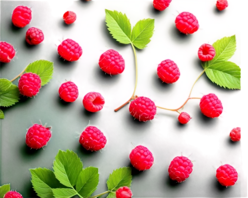 raspberry bush,raspberries,red raspberries,raspberry leaf,fragaria,raspberry,rubus,berries,quark raspberries,wild berries,wolfberries,strawberry tree,marberry,lingonberry,lychees,many berries,framboise,bearberry,dusenberry,strawberry plant,Photography,Fashion Photography,Fashion Photography 09