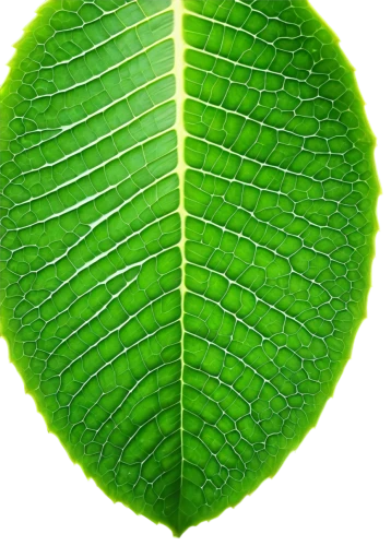 chloropaschia,patrol,aaa,aaaa,fan leaf,chloroplast,leaf structure,green wallpaper,tropical leaf,chloroplasts,photosynthetic,leaf background,eco,leaf veins,aa,tree leaf,custody leaf,green leaf,coconut leaf,leaf green,Illustration,Realistic Fantasy,Realistic Fantasy 09