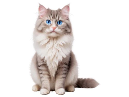 cat with blue eyes,blue eyes cat,cat on a blue background,siberian cat,cat vector,british longhair cat,himalayan persian,maincoon,jayfeather,light fur,breed cat,white cat,silver tabby,riverclan,cat image,bluestar,cartoon cat,european shorthair,transparent background,snowbell,Photography,Documentary Photography,Documentary Photography 04