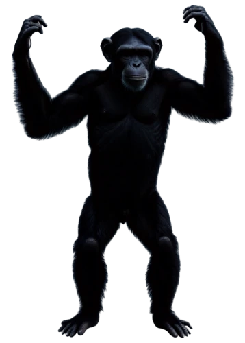 shabani,gorilla,ape,chimpanzee,simian,apeman,prosimian,virunga,gigantopithecus,chimpansee,palaeopropithecus,utan,primate,hominick,haramirez,hominoid,australopithecus,macaco,rilla,silverback,Illustration,Retro,Retro 24