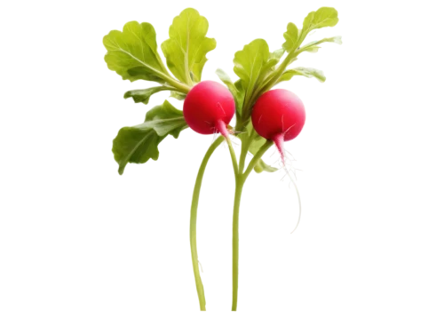 green rose hips,flowers png,rose buds,rose hip plant,rose hips,dicentra,rosehip flower,rose hip flower,strawberry flower,ripe rose hips,radish,pelargonium,trollius download,currant blossom,klatschmohn,rose hip,rosehips,poppy plant,tulip background,red ranunculus,Conceptual Art,Daily,Daily 08