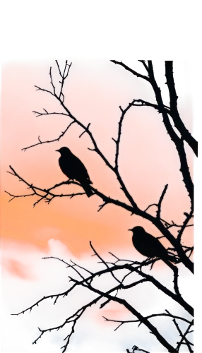 birds on branch,birds on a branch,songbirds,shrikes,finches,mousebirds,passerines,sparrows,bushshrikes,redstarts,crow in silhouette,starlings,house finches,indigobirds,jackdaws,waxwings,cowbirds,birdsong,thrushes,bird frame,Photography,Fashion Photography,Fashion Photography 20