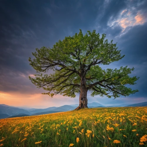 isolated tree,lone tree,flourishing tree,argan tree,lonetree,blossom tree,arbre,albero,oak tree,magic tree,meadow landscape,deciduous tree,tree of life,mirabelle tree,flower tree,celtic tree,landscape photography,the japanese tree,old tree,argan trees,Photography,Documentary Photography,Documentary Photography 25