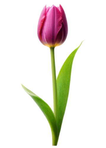 tulip background,pink tulip,tulip,pink tulips,flower bud,flower wallpaper,tulip blossom,flowers png,two tulips,flower background,tulip flowers,purple tulip,parrot tulip,tulp,violet tulip,tulipa,water lily bud,pink flower,red clover flower,tulips,Photography,Artistic Photography,Artistic Photography 10