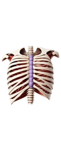 mediastinal,rib cage,mediastinum,intervertebral,diaphragmatic,ribcage,trapezius,sternum,thoracic,subclavian,diaphragms,pectoralis,rmuscles,paraventricular,centriole,prothorax,atrioventricular,tavr,metathorax,inguinal,Conceptual Art,Oil color,Oil Color 17