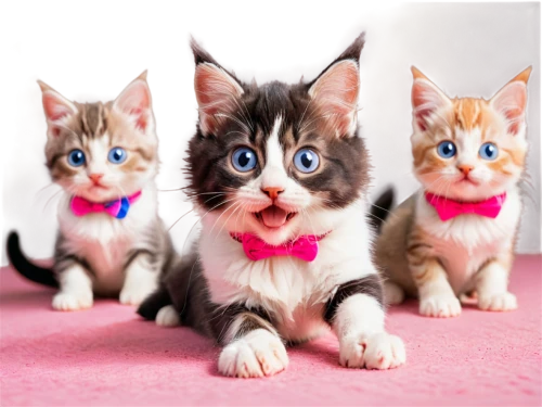 kittens,kittenish,blue eyes cat,pussycats,funny cat,cat pageant,cute cat,baby cats,pink cat,cat kawaii,cat with blue eyes,doll cat,catsoulis,breed cat,catterns,omc,kittu,cat image,meowing,lolcats,Conceptual Art,Fantasy,Fantasy 26