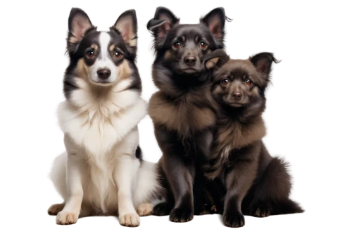 collies,alsatians,color dogs,dog breed,german shepards,huskies,three dogs,malamutes,animorphs,australian shepherd,quadrupeds,canids,dog pure-breed,dobermans,collie,woofers,cerberus,chihuahuas,belgian shepherd dog,canines,Conceptual Art,Daily,Daily 14