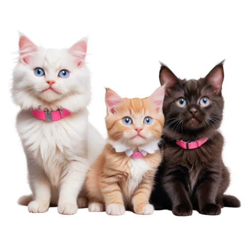 cat family,kittens,georgatos,cute animals,riverclan,thunderclan,skyclan,three friends,catterns,toxoplasmosis,kits,aristocats,kittenish,cat lovers,windclan,gatos,familiars,baby cats,cute cat,breed cat,Conceptual Art,Fantasy,Fantasy 04