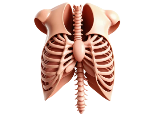 rib cage,medical illustration,ribcage,aorta,human internal organ,respiratory,3d model,esophagus,aortas,velopharyngeal,lungs,thoracic,tachypnea,trapezius,hypopharynx,mediastinum,esophageal,pulmonic,sternum,bronchial,Unique,Pixel,Pixel 05