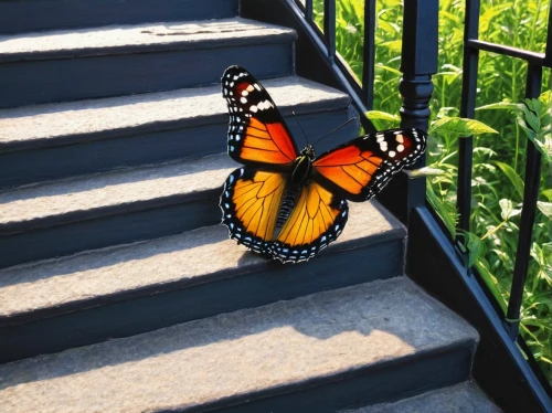 monarch butterfly,checkerboard butterfly,monarch,orange butterfly,glass wing butterfly,butterfly isolated,lepidoptera,butterfly,monarchs,polygonia,isolated butterfly,french butterfly,ulysses butterfly,gatekeeper,flutter,butterflay,c butterfly,milkweed,butterflies,butterfly effect,Conceptual Art,Daily,Daily 23