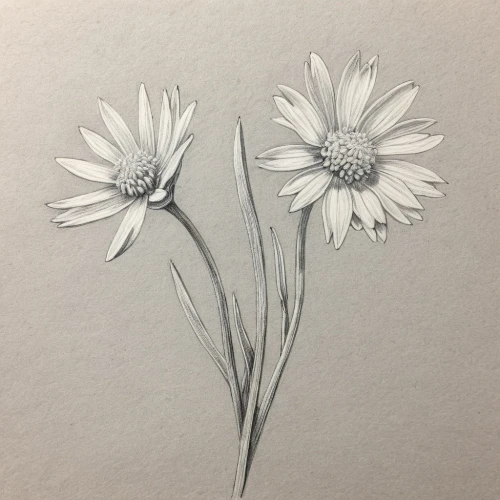 minimalist flowers,flower drawing,marguerite daisy,daisy flowers,white daisies,oxeye daisy,gerbera,white cosmos,daisy flower,flower illustration,ox-eye daisy,gerbera daisies,common daisy,winter aster,cosmea,bellis perennis,osteospermum,daisies,gerbera flower,twin flowers,Illustration,Black and White,Black and White 30