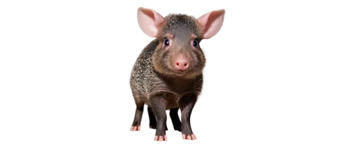 aardvark,javelina,tapir,boar,mouse bacon,pigasus,mangalitsa,cerdo,pig,oryctolagus,quoll,nilgai,acheilognathus,aardvarks,possum,electric donkey,dobermannt,warthog,porcine,opossum,Art,Classical Oil Painting,Classical Oil Painting 12