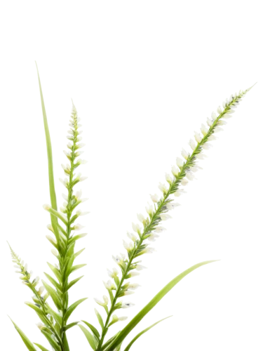 sweet grass plant,feather bristle grass,wakefern,equisetum,spleenwort,citronella,eleocharis,grass fronds,sea oat grass,echinochloa,leaf fern,long grass,horsetails,lomandra,needlegrass,cyperus,fern leaf,wheat grass,agrostis,sedges,Illustration,American Style,American Style 15