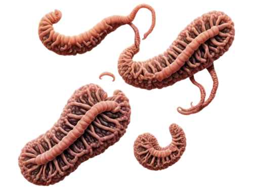 spirochetes,flagella,flagellum,pylori,anaerobes,golgi,mitochondrion,annelids,streptomyces,tapeworms,polychaetes,mitochondrial,wormlike,tubules,desulfovibrio,vastola,intestine,mitochondria,polychaete,spirochete,Conceptual Art,Fantasy,Fantasy 13