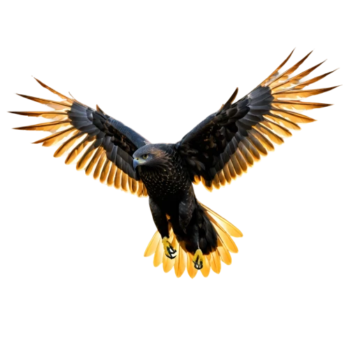 eagle vector,mongolian eagle,african fishing eagle,golden eagle,eagle,african eagle,aguila,eagle drawing,eagle silhouette,steppe eagle,eagle illustration,imperial eagle,sea eagle,of prey eagle,russian imperial eagle,white-tailed eagle,white tailed eagle,fish eagle,african fish eagle,flying hawk,Illustration,Realistic Fantasy,Realistic Fantasy 31