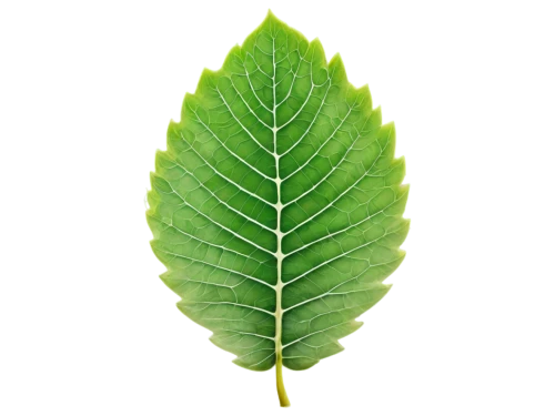 leaf background,fern leaf,tropical leaf,mape leaf,tree leaf,green leaf,fan leaf,custody leaf,leaf structure,leaf fern,spring leaf background,chestnut leaf,leaf green,mammoth leaf,palm leaf,leaf,walnut leaf,magnolia leaf,bigleaf,leaf drawing,Illustration,Paper based,Paper Based 20