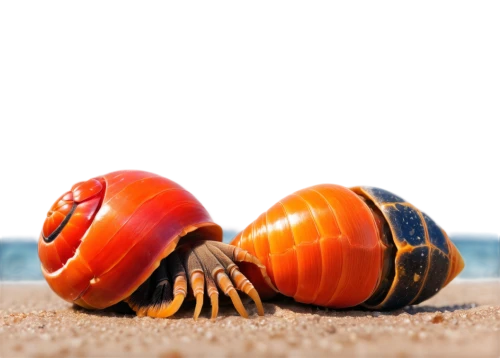 hermit crab,beach defence,the beach crab,garrison,scarabs,shell seekers,defence,beach background,nicrophorus,crustaceans,crab 2,isopods,sea snail,decapods,beach toy,crab,cinema 4d,beach shell,shellfish,isopod,Conceptual Art,Daily,Daily 30