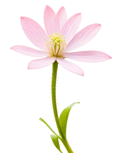 cosmea,cosmea bipinnata,pink cosmea,flowers png,sundew,wood daisy background,stamen,spineflower,drosera,coneflower,coneflowers,drosera rotundifolia,erigeron,hieracium,crepis,gerbera flower,anemone sylvestris,flower background,echinacea,windflower,Illustration,Children,Children 05