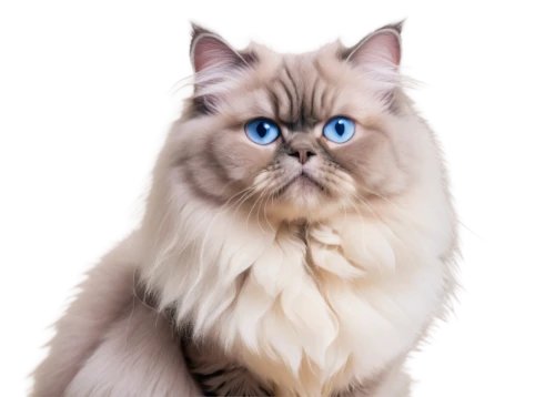 birman,himalayan persian,blue eyes cat,british longhair cat,cat with blue eyes,siberian cat,cat on a blue background,ragdoll,siamese cat,siamese,cat portrait,snowbell,cartoon cat,pet portrait,breed cat,cat vector,krita,digital painting,drawing cat,blue eyes,Art,Artistic Painting,Artistic Painting 41