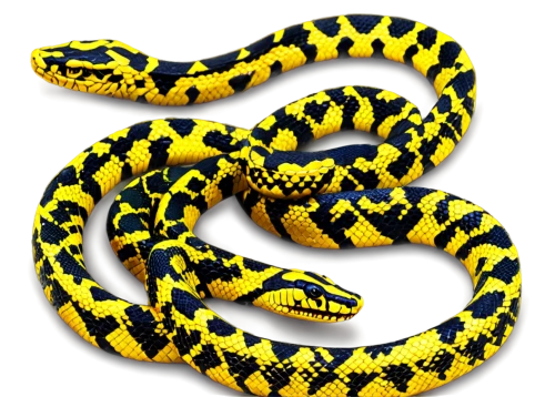 yellow python,lampropeltis,vipera,carpet python,reticulatus,ball python,nonvenomous,thamnophis,kingsnake,african house snake,snake pattern,garter snake,liophis,tiger python,rat snake,king snake,serpiente,pointed snake,pitviper,everglades rat snake,Photography,Artistic Photography,Artistic Photography 09