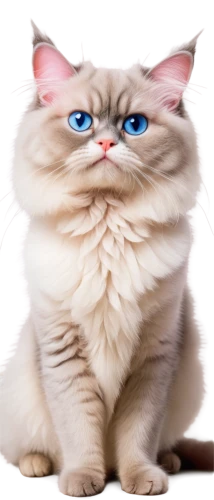 himalayan persian,birman,blue eyes cat,cat with blue eyes,bluesier,jiwan,fluffernutter,cyanamid,chiffon,garrison,fat cat,miqati,thunderpuss,ragdoll,cattan,miqdad,catteau,cat image,korin,catoe,Art,Classical Oil Painting,Classical Oil Painting 06