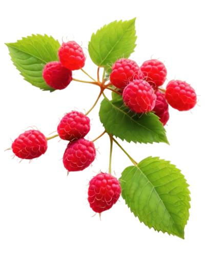 red raspberries,raspberry bush,raspberries,wild berries,raspberry leaf,lychees,red berries,rubus,viburnum,berries,mulberries,rowan berries,red currant,winterberry,sorbus,rowanberry,strawberry tree,wolfberries,raspberry,calliandra,Conceptual Art,Daily,Daily 30