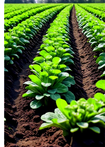 soybeans,green soybeans,sweet potato farming,agrobusiness,biopesticides,agribusinesses,biopesticide,agronomical,vegetables landscape,seedbed,seedbeds,phytochrome,agribusiness,vegetable field,agroculture,sugar beet,field cultivation,agrochemical,potato field,aggriculture,Conceptual Art,Fantasy,Fantasy 20