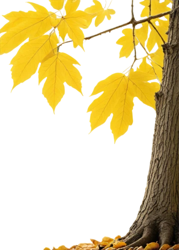 yellow leaves,autumn background,yellow leaf,autumn tree,golden autumn,autumn gold,yellow maple leaf,leaf background,deciduous tree,light of autumn,golden leaf,spring leaf background,birch tree background,yellow tabebuia,yellow,golden yellow,maple tree,yellow color,autumn leaves,nature background,Art,Classical Oil Painting,Classical Oil Painting 32