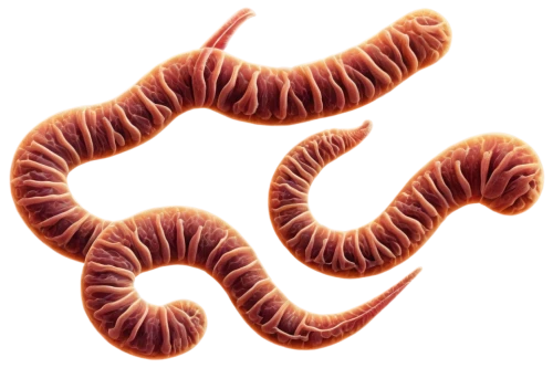 flagella,ercp,tapeworm,wormlike,spirochetes,roundworms,sphyrna,ophiusa,glomerulus,betaproteobacteria,intestine,tapeworms,pylori,flagellar,flagellum,nephron,schistosoma,spiral background,pancreas,cheilocystidia,Illustration,Realistic Fantasy,Realistic Fantasy 32