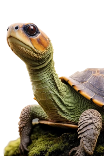 marsh turtle,tortious,terrapins,trachemys,tortoise,eastern box turtle,turtletaub,terrapin,land turtle,painted turtle,turtle,sulcata,tortuguero,green turtle,tortue,turtle pattern,turtleback,amplexus,oogway,tortugas,Illustration,Realistic Fantasy,Realistic Fantasy 16